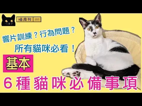 【響片訓練前必看/貓行為問題？】6個貓咪基本居家設置需求教學！